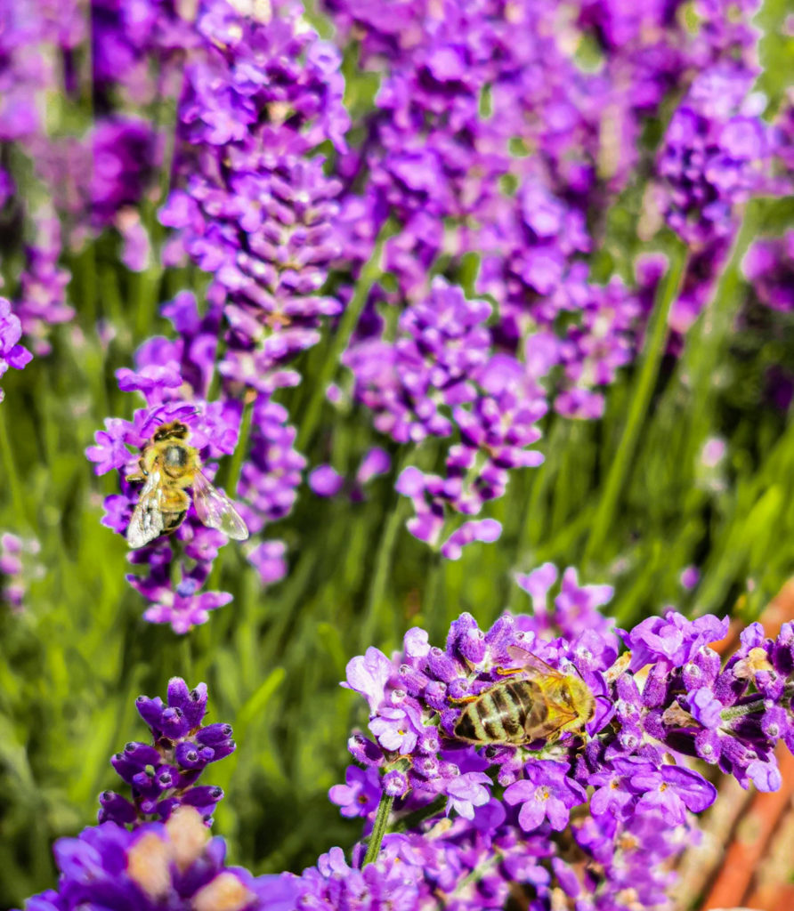 Insekten lieben Lavendel und seinen Duft
