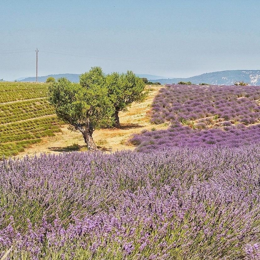 lavendel provence flair